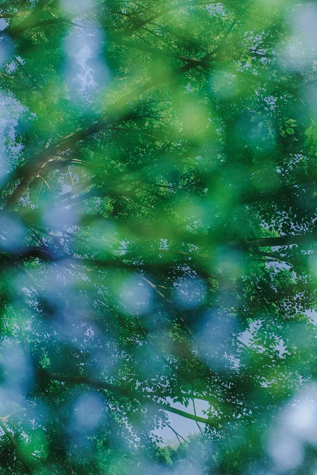 Green forest canopy viewed through soft-focus leaves